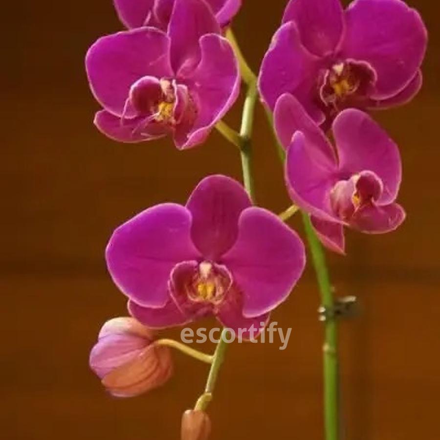 Orchid valley is Female Escorts. | Auckland | New Zealand | New Zeland | escortsaffair.com 