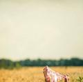 
                        Eva
                     is Female Escorts. | Milton | Ontario | Canada | escortsaffair.com 