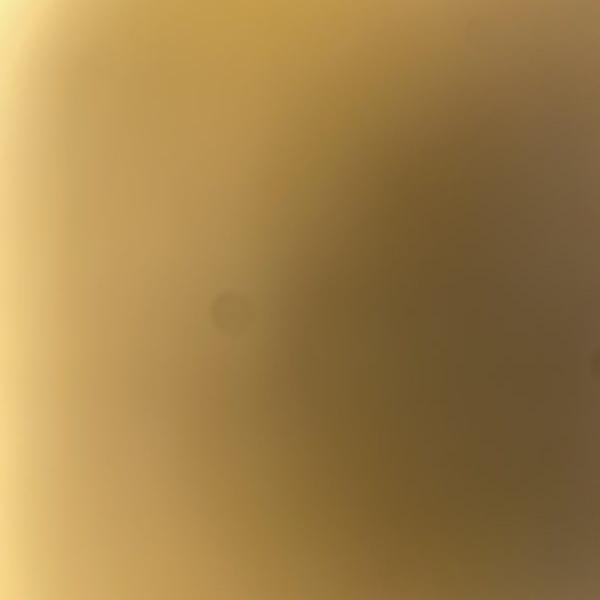  is Female Escorts. | Sarasota / Bradenton | Florida | United States | escortsaffair.com 