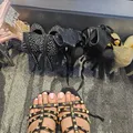 
                        Tina
                     is Female Escorts. | Toronto | Ontario | Canada | escortsaffair.com 